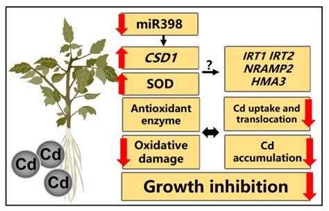 Sly-miR398 Participates in Cadmium Stress Acclimation by Regulating ...