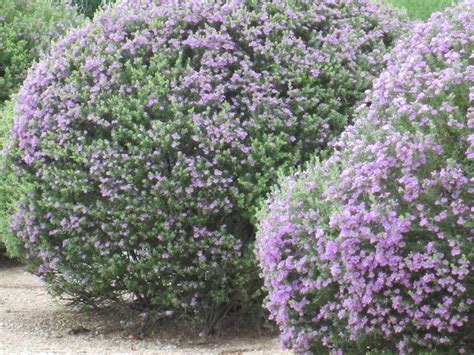 Desert Shrubs With Purple Flowers