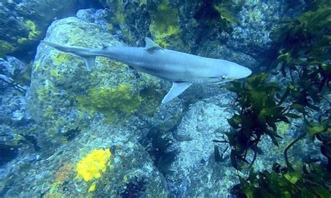Discovery of soupfin shark surprises researchers | Encyclopedia of ...