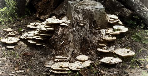 Common Tree Fungus 的图像结果