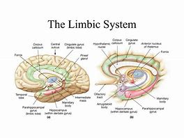 limbic 的图像结果