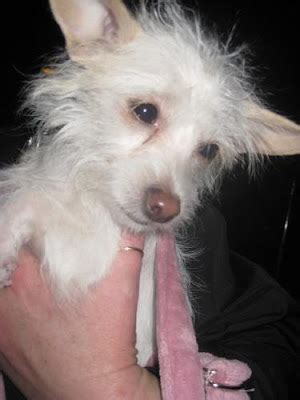 Mini Dogs to Adopt 的图像结果