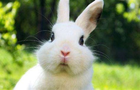 梦见小白兔子是什么意思周公解梦 梦见白兔有什么寓意_知秀网