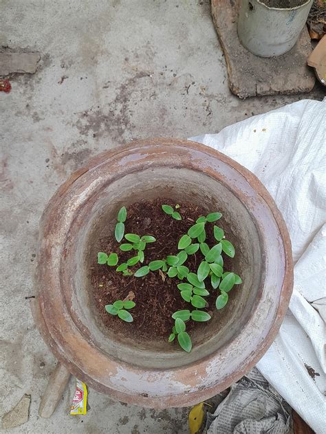 UGAOO Poi Saag or Malabar Spinach Vegetable Seeds (Green, Pack of 8g ...