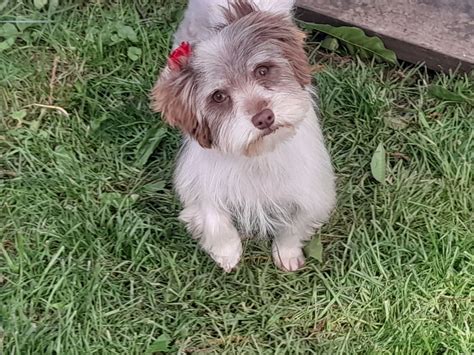 Buffalo Pug & Small Breed Rescue, Inc.