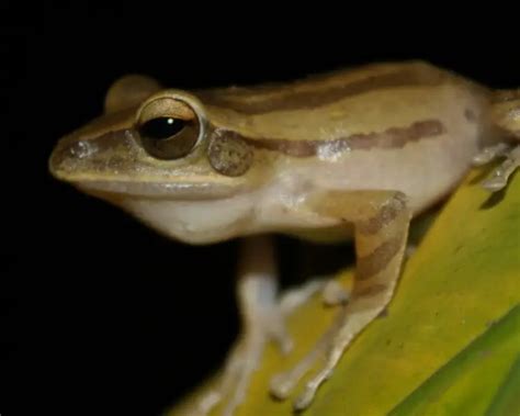 Tree Frog Range 的图像结果