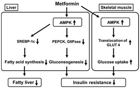 Multifaceted Mechanisms of Action of Metformin Which Have Been ...
