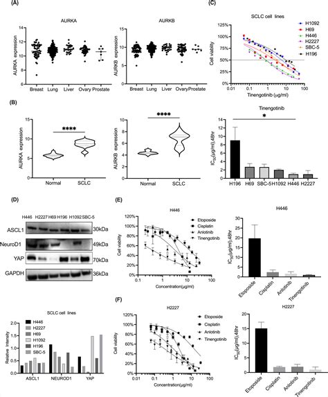 Multiple Kinase Small Molecule Inhibitor Tinengotinib (TT‐00420) Alone or With Chemotherapy ...