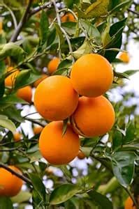 Bhutani Chataki Orange Variety Grafted Santra Fruit Live Plants & Tree ...