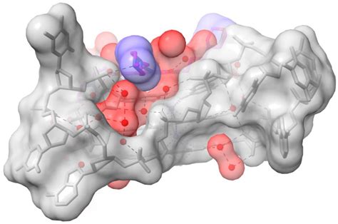 Structured Waters Mediate Small Molecule Binding to G-Quadruplex ...