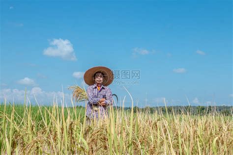 农民在稻田里收割庄稼晴朗的天空高清图片下载-正版图片506305022-摄图网