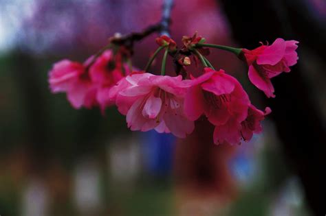樱花在雨中描写_淮南图片网