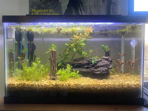 Do I have enough plants? : r/walstad