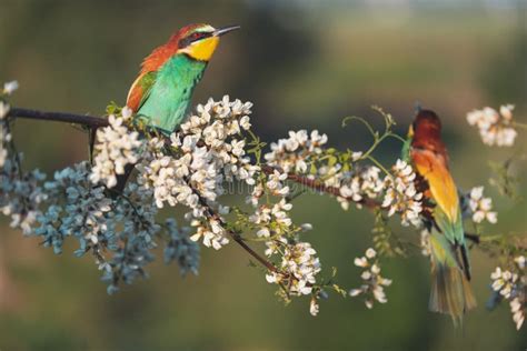 Image result for Spring Spring Spring Like All the Birds