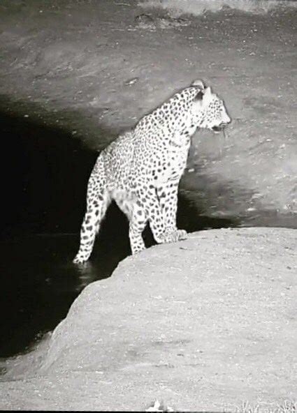 Mumbai: Leopards still roam freely in Gorai; see pics