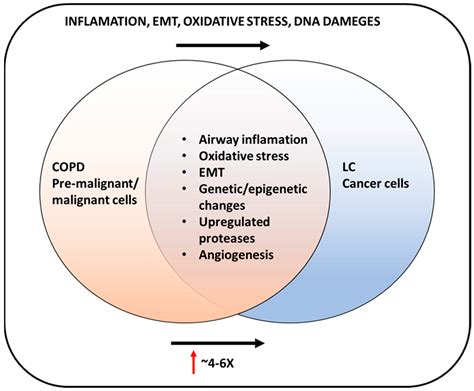 Biological and Genetic Mechanisms of COPD, Its Diagnosis, Treatment ...