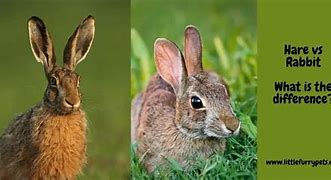 Image result for Jack Rabbit vs Cottontail