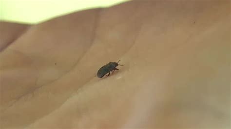 Invasive Bug Spreads Across Utah Leeching Into People S Homes