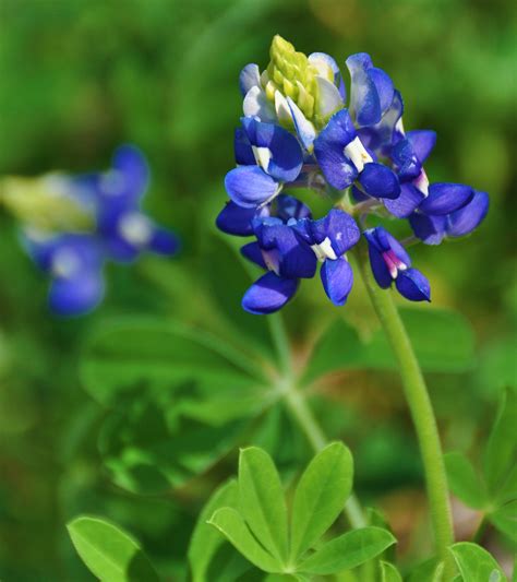 Texas Bluebonnets | Living, Loving, Laughing…