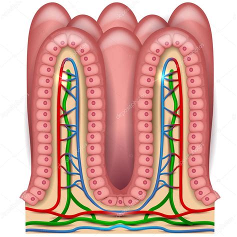 Microvilli Diagram