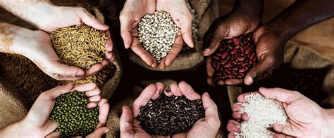 Millets can redefine our wholesome goals in 2025