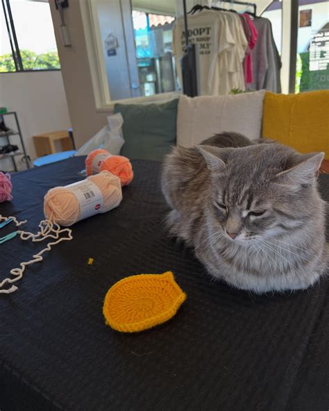 The Caffeinated Cat Cafe (@thecaffeinatedcatcafe_ca) • Instagram photos ...