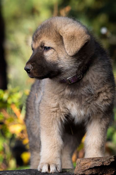 American alsatian puppy – Artofit