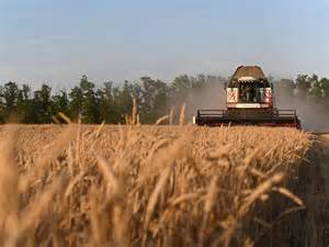 India set for record wheat planting as soil moisture and prices rise