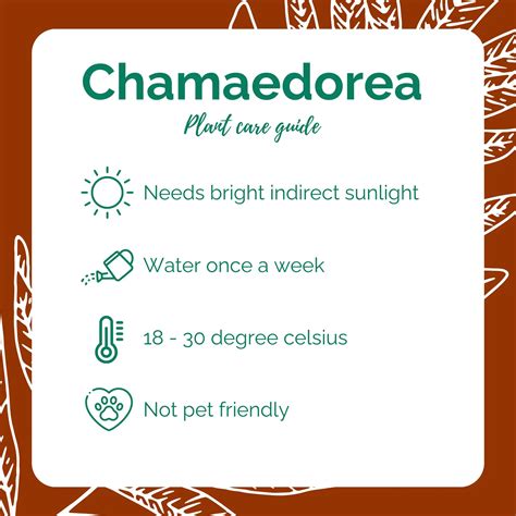 Buy Chamaedorea Plant Online - Elegant and Graceful | Shop Now – Idyl