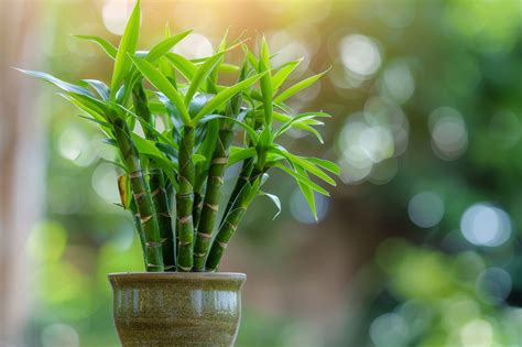 Bamboo Plant Vastu Benefits for Your Home | JK Cement