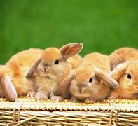 Image result for Cute Fluffy Bunny Rabbit