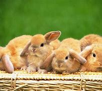Image result for Secret Life of Pets Bunny Free Wallpaper