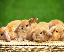 Image result for Free Photos of Bunnies