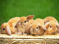 Image result for Bunny Faces Wallpaper
