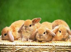 Image result for 4 Cute Bunnies