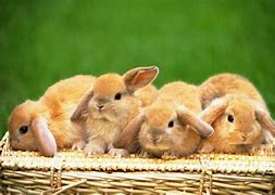 Image result for Spring Day with Flowers and Bunnies Backround