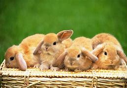 Image result for Cute Fluffy Baby Bunnies Palm Size
