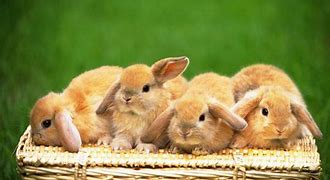Image result for Bunny Wallpaper for Computer