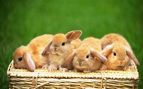 Image result for Windows Wallpaper Desktop Background Spring Rabbit