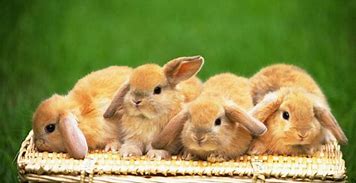 Image result for Cute Bunny Wallpaper for Tablet