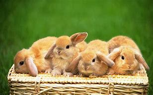 Image result for Rabbit Wallpaper for Nursery