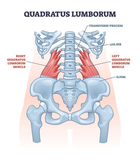 Low Back Tightness From Sitting and Exercises To Help - [P]rehab