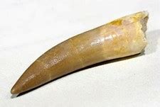 Buy Plesiosaur Tooth Dinosaur Teeth Fossil Marine Reptile Extinct Relic ...