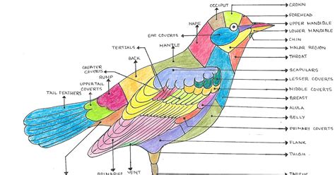 Topography - Achena Bhromon