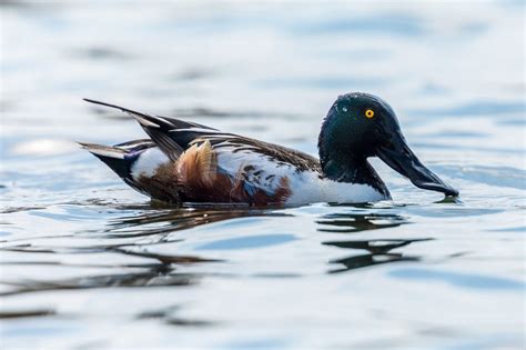 Northern shoveler — Ducks Unlimited Canada