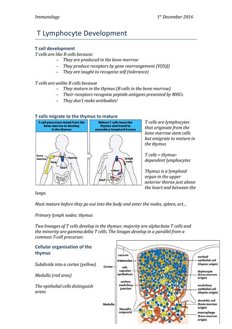 Image result for T Lymphocyte Development