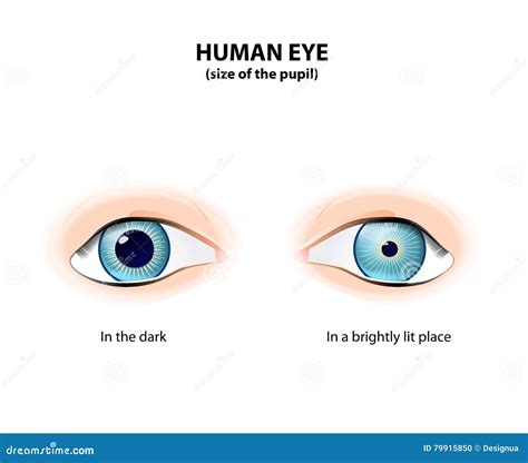 Dilated Pupils Vs Normal