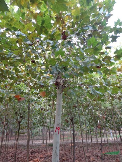造型法桐，10-20公分，一至二年帽法桐树，树形一*，欢迎洽图片_济宁市任城区真诚苗木种植基地_园林网
