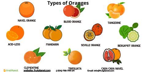 Orange Fruit Synonyms at Emma Wilhelm blog