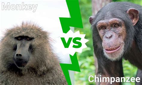 Monkey vs. Chimpanzee: The Key Differences Between These Primates - A-Z ...
